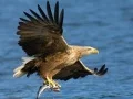 खेल उड़ते पक्षियों का स्लाइड ऑनलाइन खेल उड़ते पक्षियों का स्लाइड ऑनलाइन