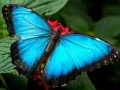 खेल प्राकृतिक फलक चिड़िया ऑनलाइन खेल प्राकृतिक फलक चिड़िया ऑनलाइन