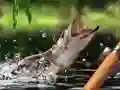 खेल सुबह की पकड़ ऑनलाइन