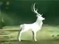 खेल अंतिम वन को शुद्ध करें ऑनलाइन खेल अंतिम वन को शुद्ध करें ऑनलाइन