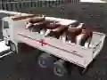खेल ट्रक परिवहन घरेलू जानवर ऑनलाइन खेल ट्रक परिवहन घरेलू जानवर ऑनलाइन