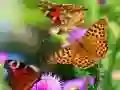 खेल तितली स्लाइड ऑनलाइन
