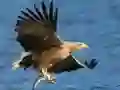 खेल उड़ते पक्षियों का स्लाइड ऑनलाइन खेल उड़ते पक्षियों का स्लाइड ऑनलाइन