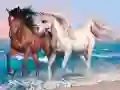 खेल पशुओं की पहेली: घोड़े ऑनलाइन