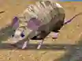खेल चूहों की दौड़ द्वीपों पर ऑनलाइन