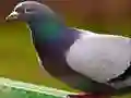 खेल कबूतर जिग्सॉ पहेली ऑनलाइन