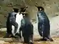 खेल किंग पेंगुइन जिग्सॉ ऑनलाइन खेल किंग पेंगुइन जिग्सॉ ऑनलाइन