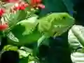 खेल जंगली इगुआना ऑनलाइन