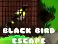 खेल काले पक्षी कीEscape ऑनलाइन